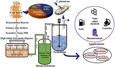 Corynebacterium glutamicum as an Efficient Omnivorous Microbial Host for the Bioconversion of Lignocellulosic Biomass